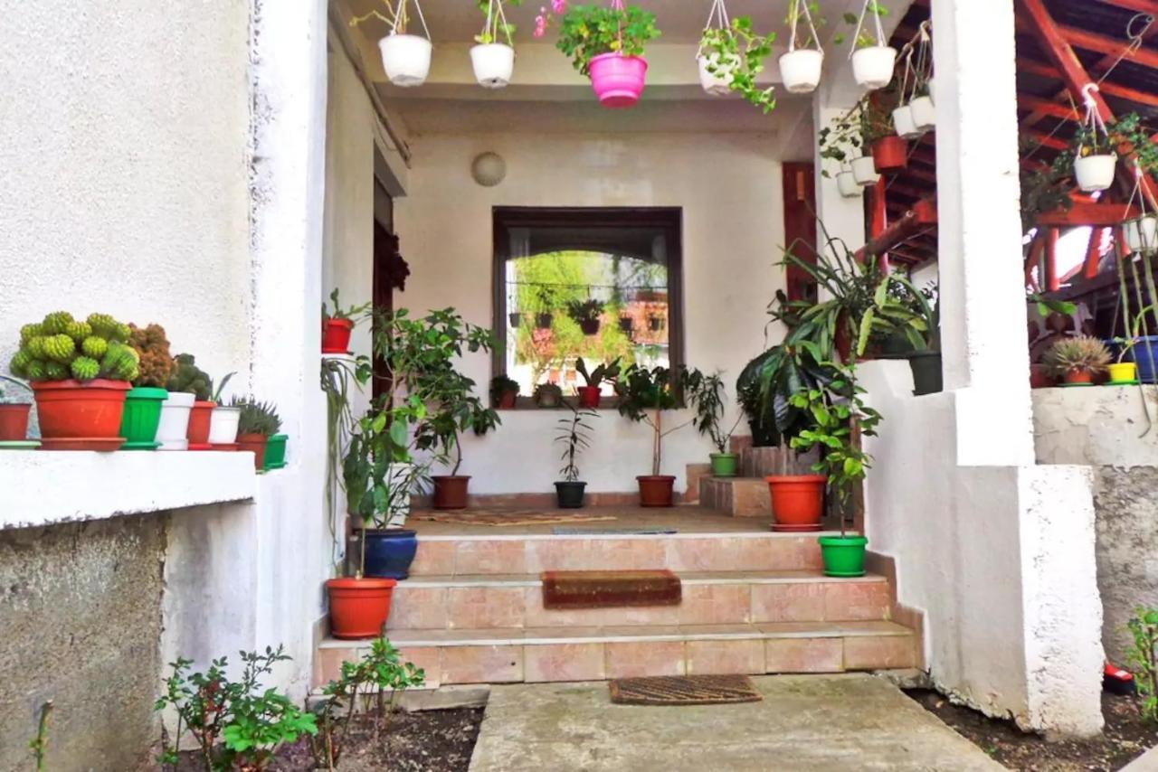 Vila Nik บุชเตนี ภายนอก รูปภาพ